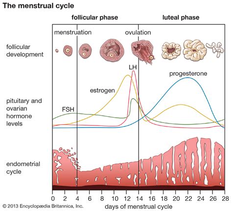 Follicular Phase: What It Means If It’s Short or Long。